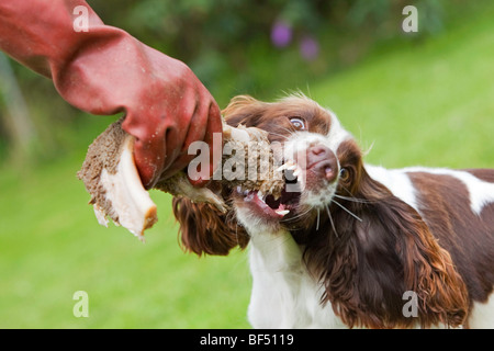 Un English Springer Spaniel cane mangia la trippa al di fuori Foto Stock