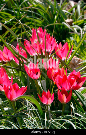 Tulipa 'piccola bellezza degli azionisti Foto Stock