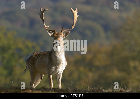 Daino maschio adulto BUCK Dama Dama Foto Stock