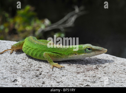 Green Anole Anolis carolinensis Foto Stock