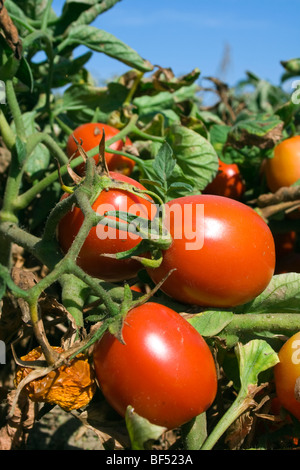 Agricoltura - Closeup maturo di pomodori destinati alla trasformazione nel campo, pronto per il raccolto / vicino Colusa, California, Stati Uniti d'America. Foto Stock