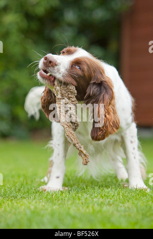 Un English Springer Spaniel cane mangia la trippa al di fuori Foto Stock