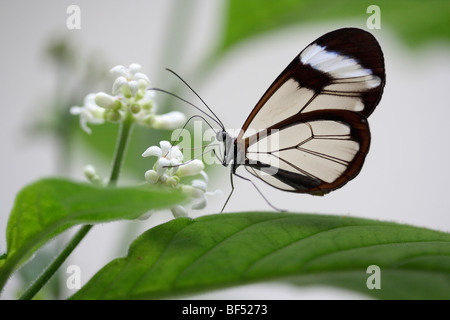 Glasswing butterfly (greta oto), specie di farfalle dall America Centrale e America del Sud Foto Stock