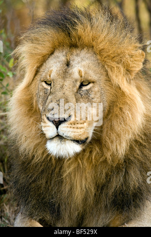 Leone maschio verticale - la Riserva Nazionale di Masai Mara, Kenya Foto Stock