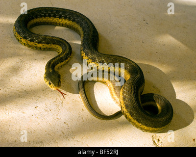 Garter snake sul patio in cemento. Foto Stock