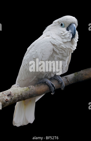 Ombrello o bianco (Cacatua cacatua alba) Foto Stock