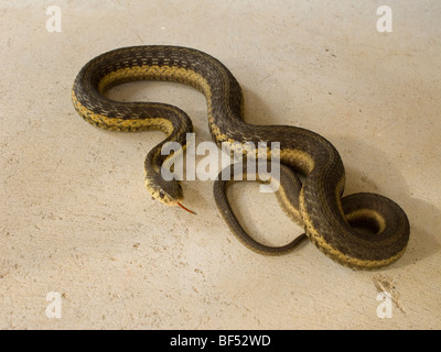 Garter snake sul patio in cemento. Foto Stock