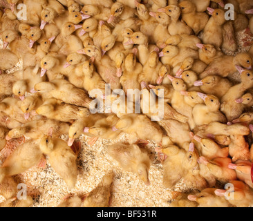 Allevamenti di anatre, Islanda Orientale Foto Stock