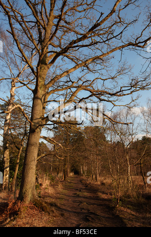 Una passeggiata serale Round Wildmoor Heath Foto Stock