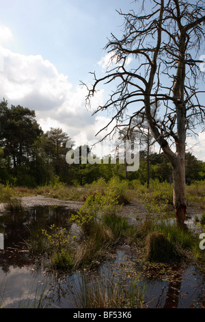 Una passeggiata serale Round Wildmoor Heath Foto Stock