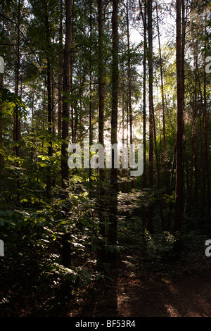 Una passeggiata serale Round Wildmoor Heath Foto Stock