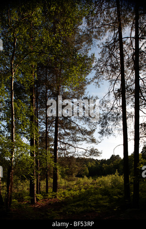 Una passeggiata serale Round Wildmoor Heath Foto Stock