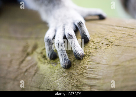 Anello-tailed Lemur (Lemur catta). Dell'arto anteriore destro che mostra cinque cifre. Pentadactyl arto. Foto Stock