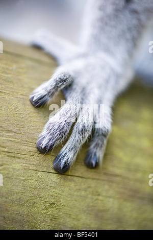 Anello-tailed Lemur (Lemur catta). Primate. Sinistra fore-arto che mostra la mano e cifre. Foto Stock