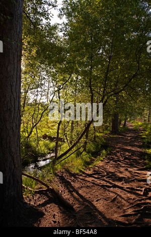 Una passeggiata serale Round Wildmoor Heath Foto Stock