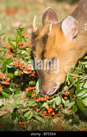 Muntjac Deer (Muntiacus reevesi). Alimentazione maschio su Cotoneaster bacche. Foto Stock