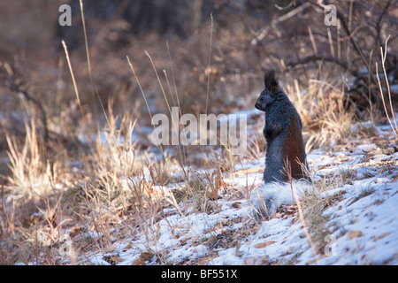 Kaibab scoiattolo (Sciurus aberti kaibabensis), il Grand Canyon North Rim, Arizona, Stati Uniti d'America Foto Stock