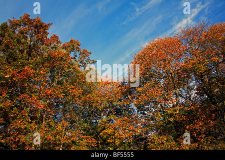 Albero canopy in autunno a colori con un cielo blu a Marsham Heath, Norfolk, Regno Unito. Foto Stock