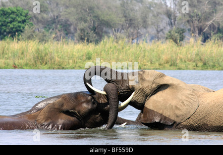 African Elephants sparing in the Zambezi River Foto Stock