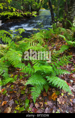 Fiume di roccia e le felci, Rock River Wilderness, Hiawatha National Forest, Michigan Foto Stock