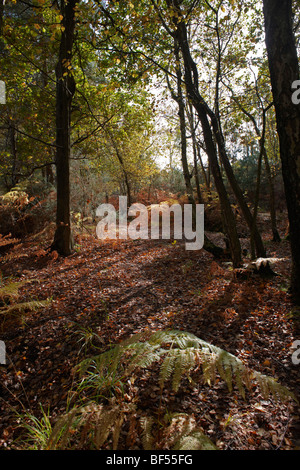 Una passeggiata serale Round Wildmoor Heath Foto Stock