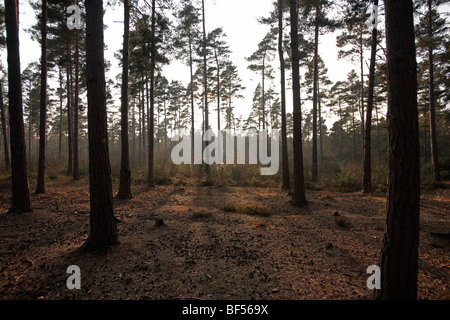 Una passeggiata serale Round Wildmoor Heath Foto Stock