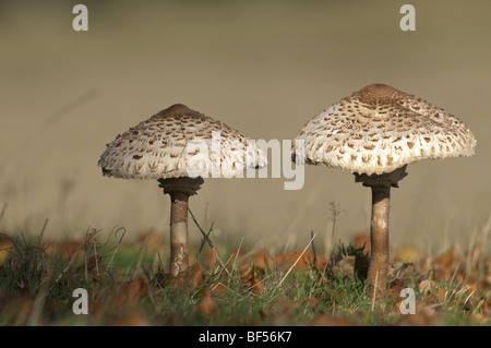 Ombrellone fungo macrolepiota procera Foto Stock