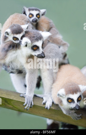 Anello-tailed lemuri (Lemur catta). Madre che trasportano i gemelli ed estesa famiglia giovane, anteriore destra. Nativo del Madagascar. Foto Stock