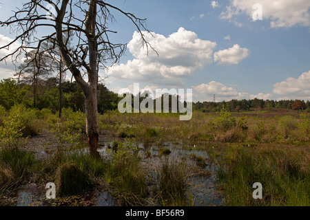 Una passeggiata serale Round Wildmoor Heath Foto Stock