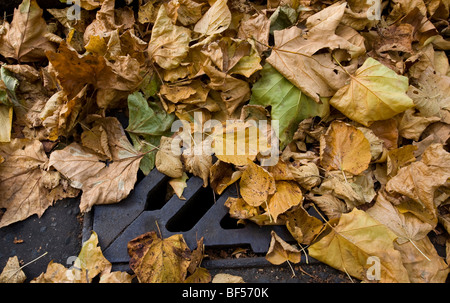 Foglie di autunno cadono su una strada a doppia copertura linee gialla e il blocco di grondaie e scaricatori di piena di una possibile causa di inondazioni Foto Stock