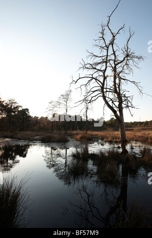 Una passeggiata serale Round Wildmoor Heath Foto Stock