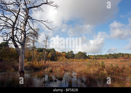 Una passeggiata serale Round Wildmoor Heath Foto Stock