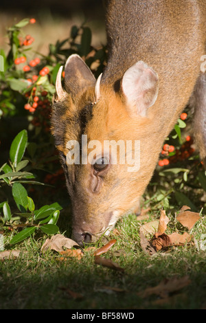 Muntjac Deer (Muntiacus reevesi). Cerca maschio caduti Cotoneaster bacche. Foto Stock