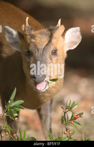 Muntjac Deer (Muntiacus reevesi). Maschio o buck. Navigazione sul giardino Cotoneaster arbusto. Foto Stock