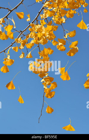 Le foglie che cadono dal ginkgo albero nella caduta su blue sky Foto Stock