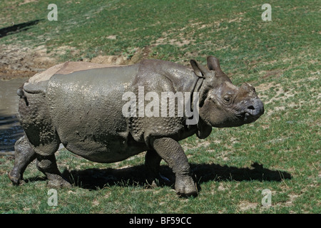Grande rinoceronte indiano (Rhinoceros unicornis) dopo aver tenuto mudbath, captive, India Foto Stock