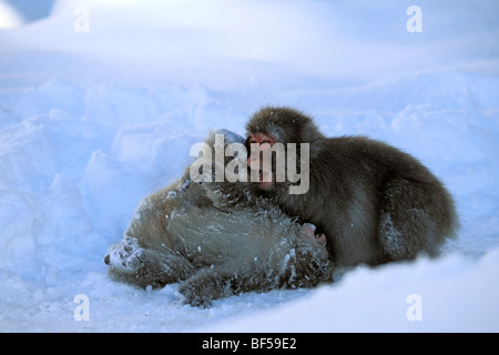 Giovani scimmie di neve, macachi giapponesi (Macaca fuscata) giocare nella neve, nevicata, Alpi Giapponesi, Giappone, Asia Foto Stock