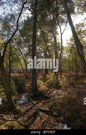 Una passeggiata serale Round Wildmoor Heath Foto Stock