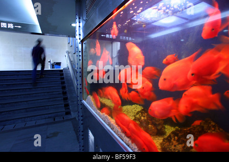 Vista interna di Shanghai Metro Station, Shanghai, Cina e Asia Foto Stock