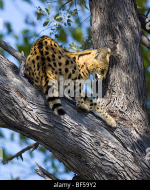 Serval (Leptailurus serval) su un albero, Moremi Game Reserve, Botswana, Africa Foto Stock