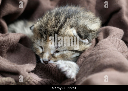 Kitten, European Shorthair cat Foto Stock