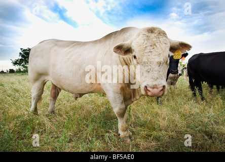 Bestiame - Una Charolais bull su un pascolo verde / Jacksboro, Texas, Stati Uniti d'America. Foto Stock