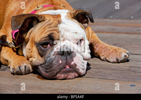Bulldog francese, San Francisco, California, USA, America Foto Stock