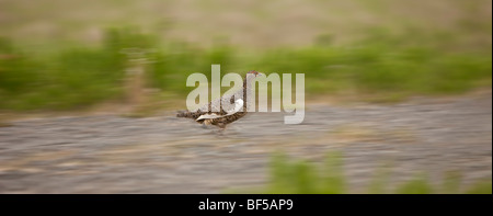 Pernice bianca, Lagopus mutus, Islanda Foto Stock