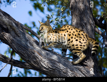 Serval (Leptailurus serval) su un albero, Moremi Game Reserve, Botswana, Africa Foto Stock