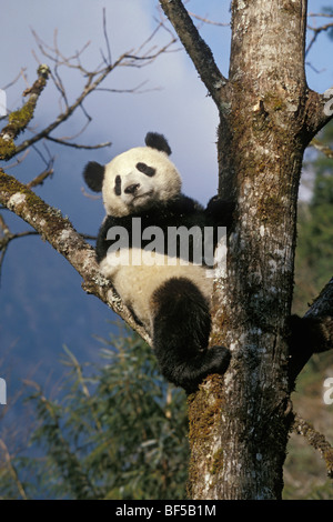 Grande Panda (Ailuropoda melanoleuca) rampicante, Wolong Valley, Himalaya, Cina e Asia Foto Stock