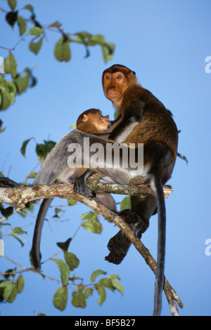 Proboscide scimmie (Nasalis larvatus), madre con bambino, infermieristica, Borneo Foto Stock