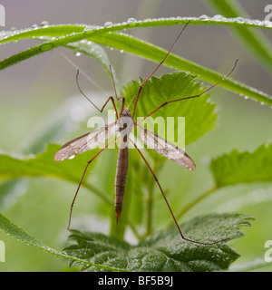 La Tipula oleracea gru fly (Tipula oleracea) Foto Stock