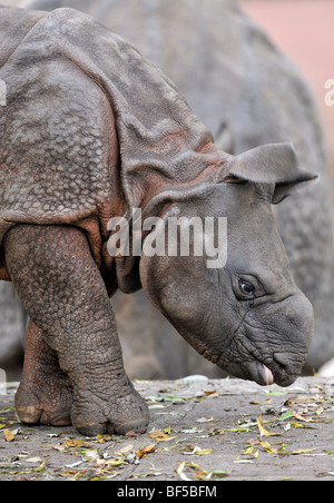 Il rinoceronte indiano, grande one-corno di rinoceronte o asiatico-cornuto rinoceronte (Rhinoceros unicornis), giovani, 2 mesi Foto Stock