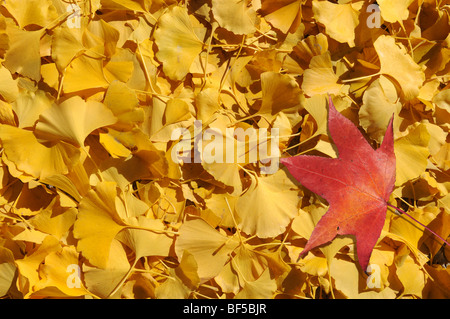 Foglia rossa sul letto di giallo di foglie di ginkgo in autunno Foto Stock